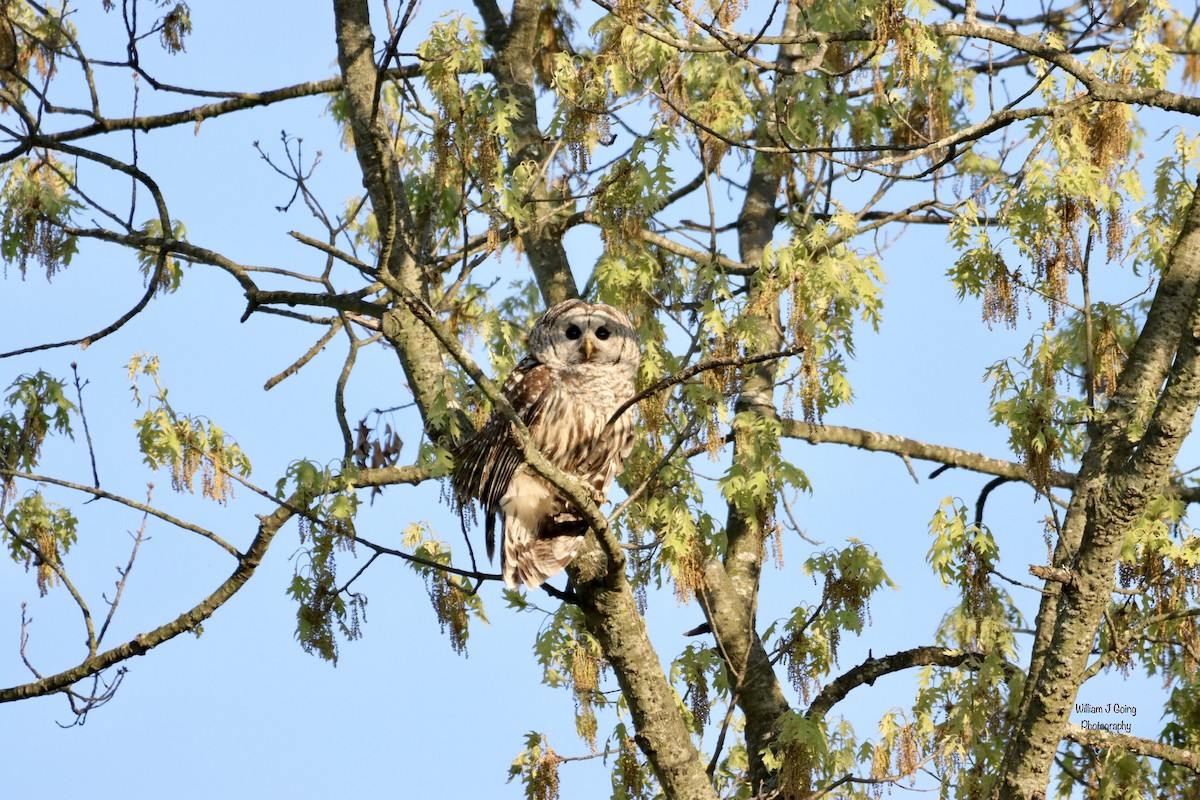 Barred Owl - ML619148821