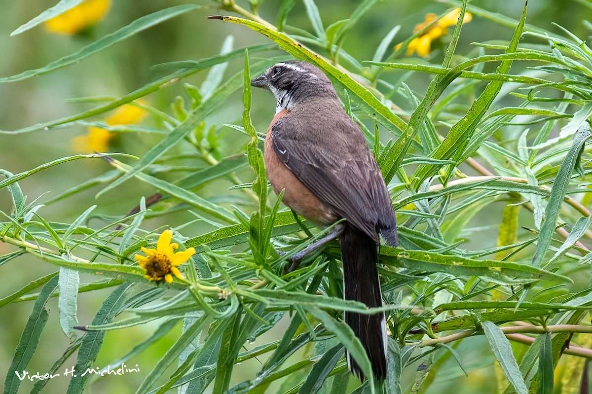 Bolivian Warbling Finch - ML619148836