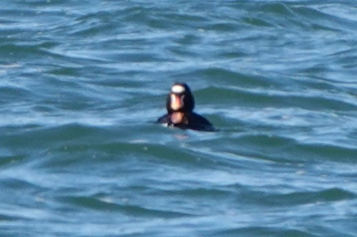 Surf Scoter - BettySue Dunn