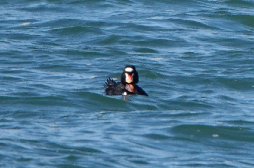 Surf Scoter - ML619148844