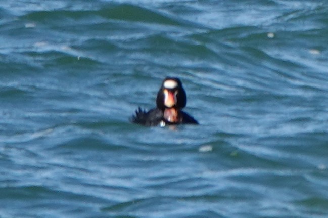 Surf Scoter - BettySue Dunn