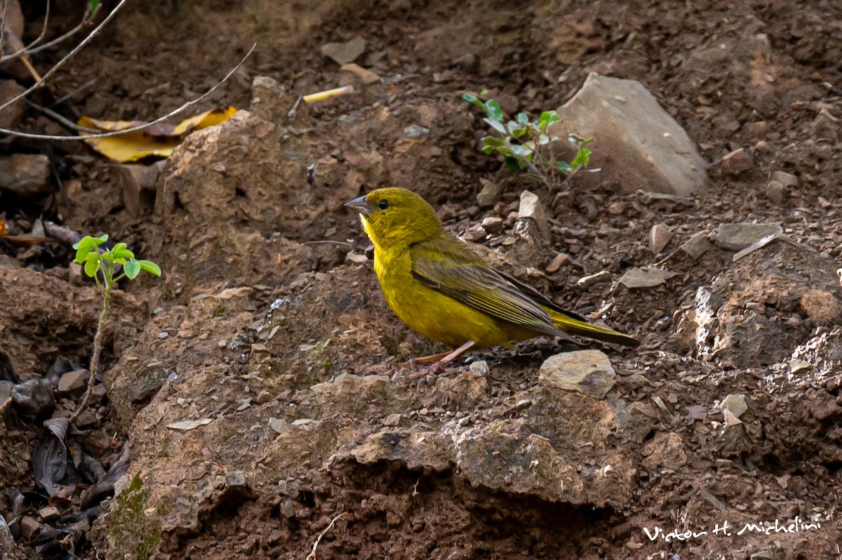 Greenish Yellow-Finch - Victor Hugo Michelini