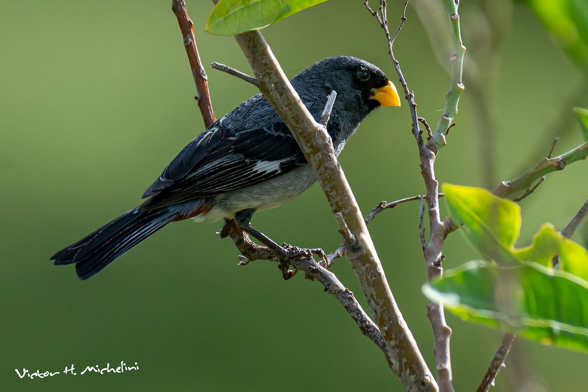 Band-tailed Seedeater - Victor Hugo Michelini