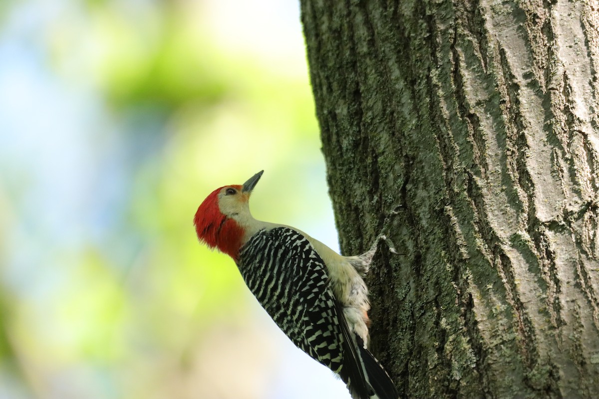 Red-bellied Woodpecker - William Going