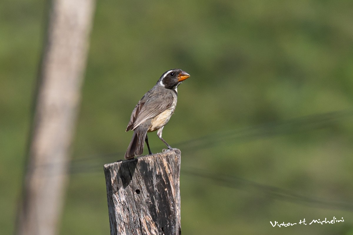 Golden-billed Saltator - Victor Hugo Michelini