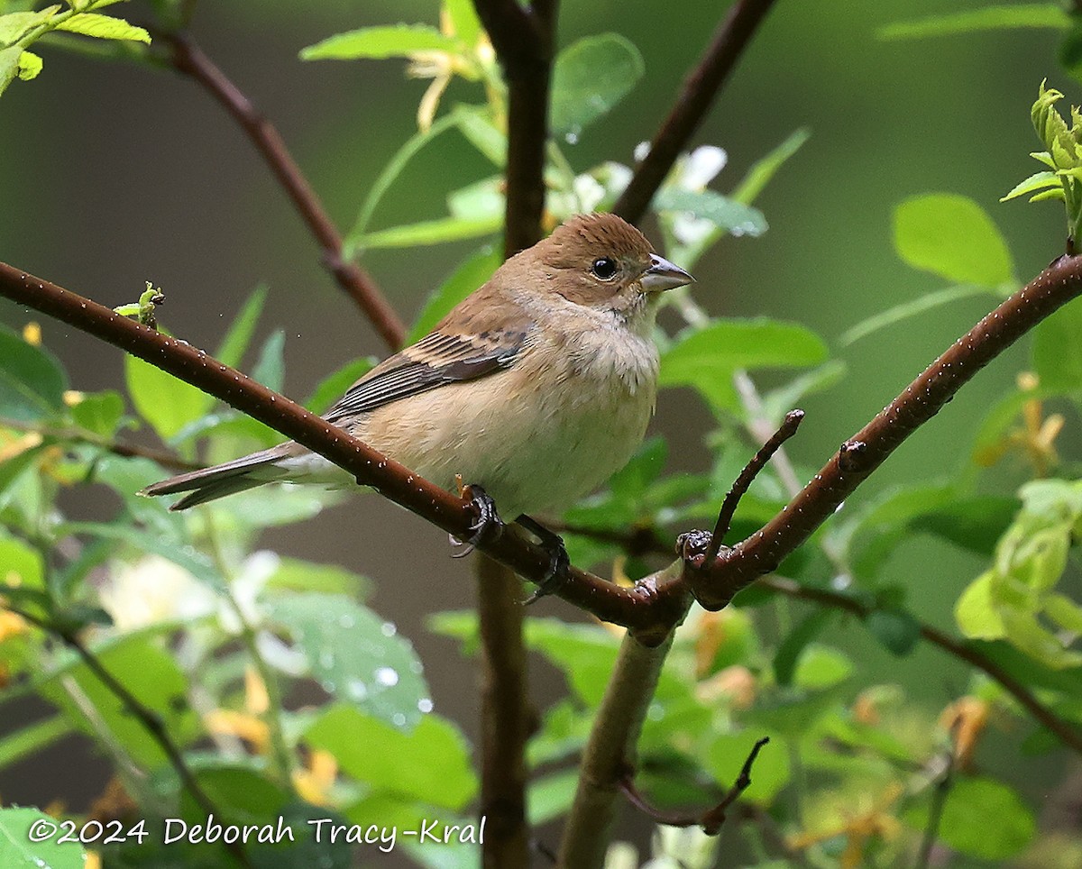 Indigo Bunting - Deborah Kral