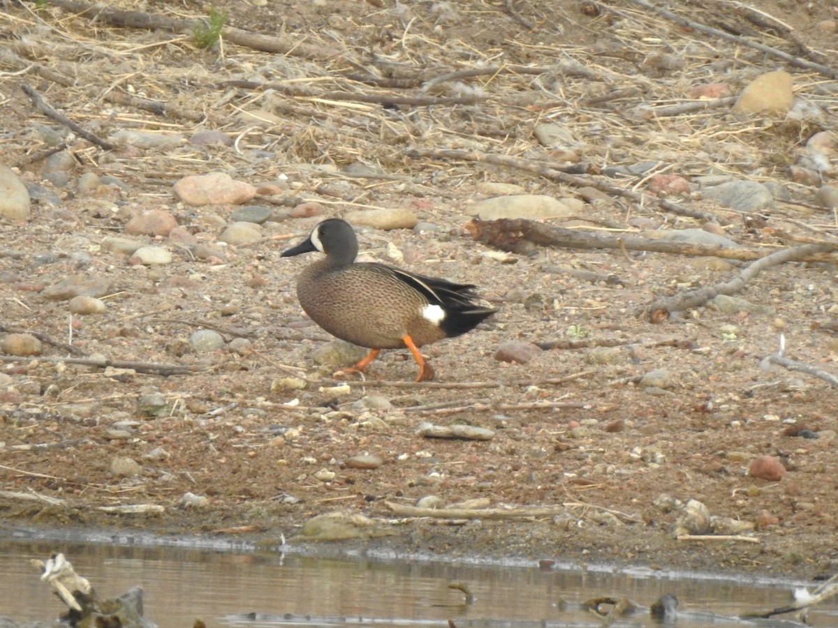 Blue-winged Teal - ML619148898
