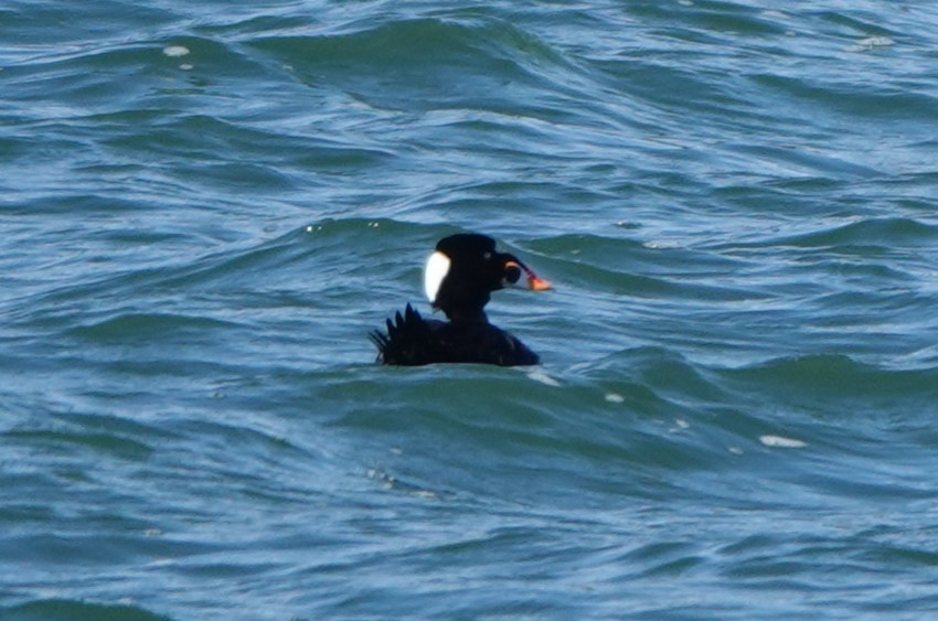 Surf Scoter - ML619148902