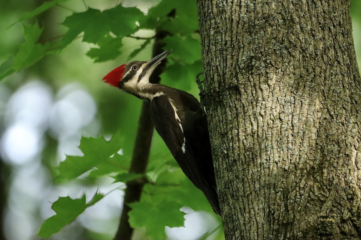 Pileated Woodpecker - William Going