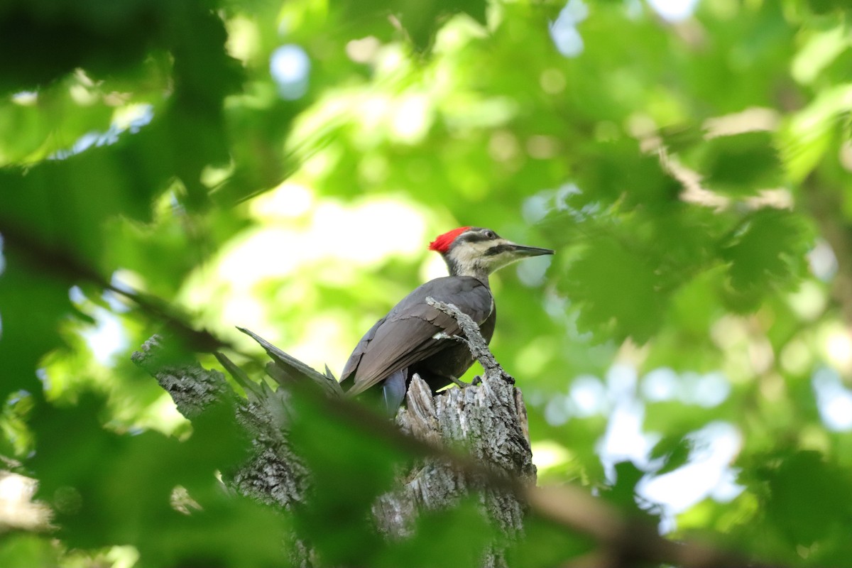 Pileated Woodpecker - William Going