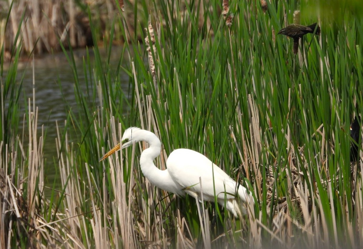 Great Egret - Terry Ansel