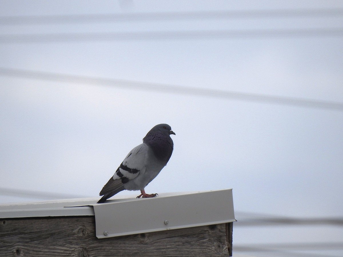 Rock Pigeon (Feral Pigeon) - ML619148932