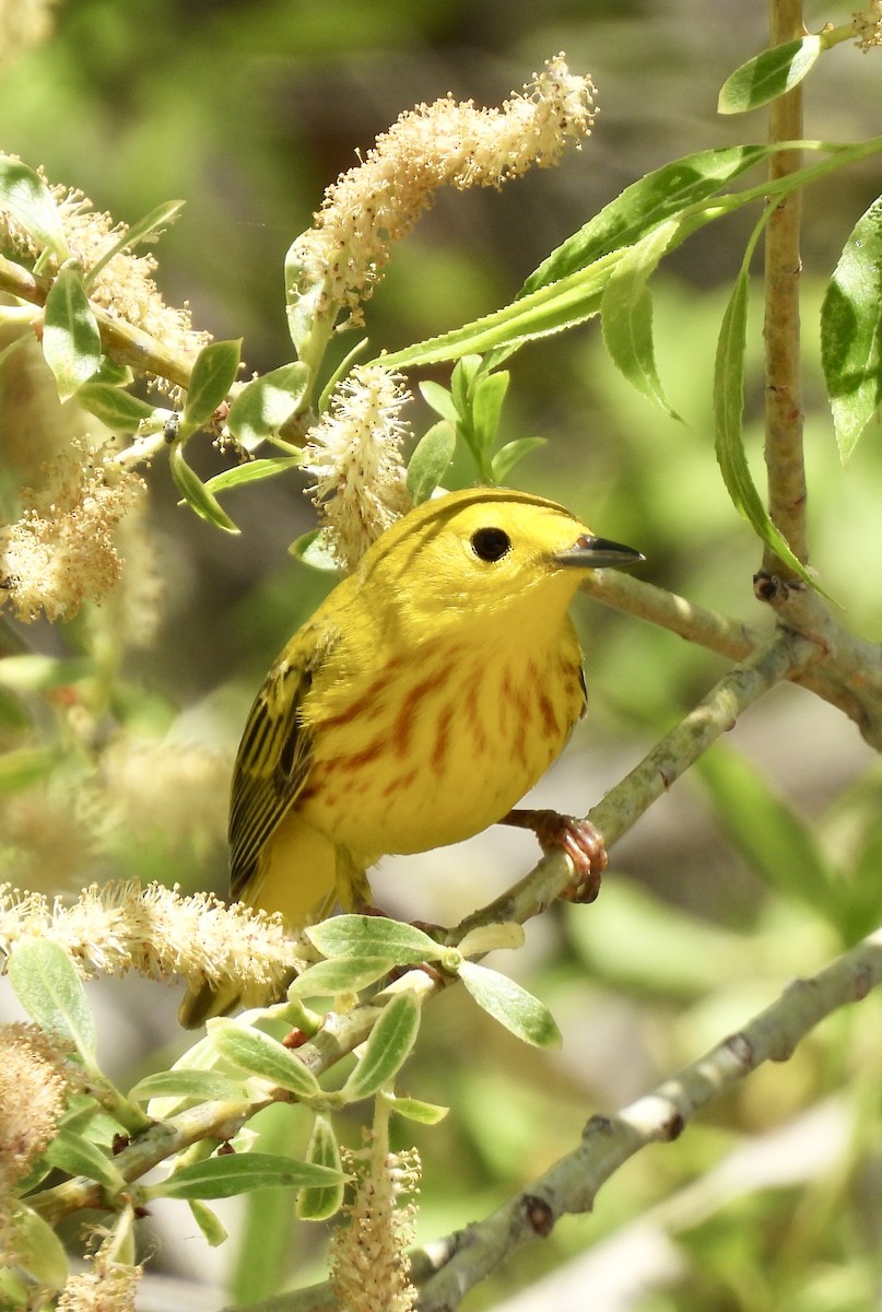 Yellow Warbler (Northern) - Denise Hughes