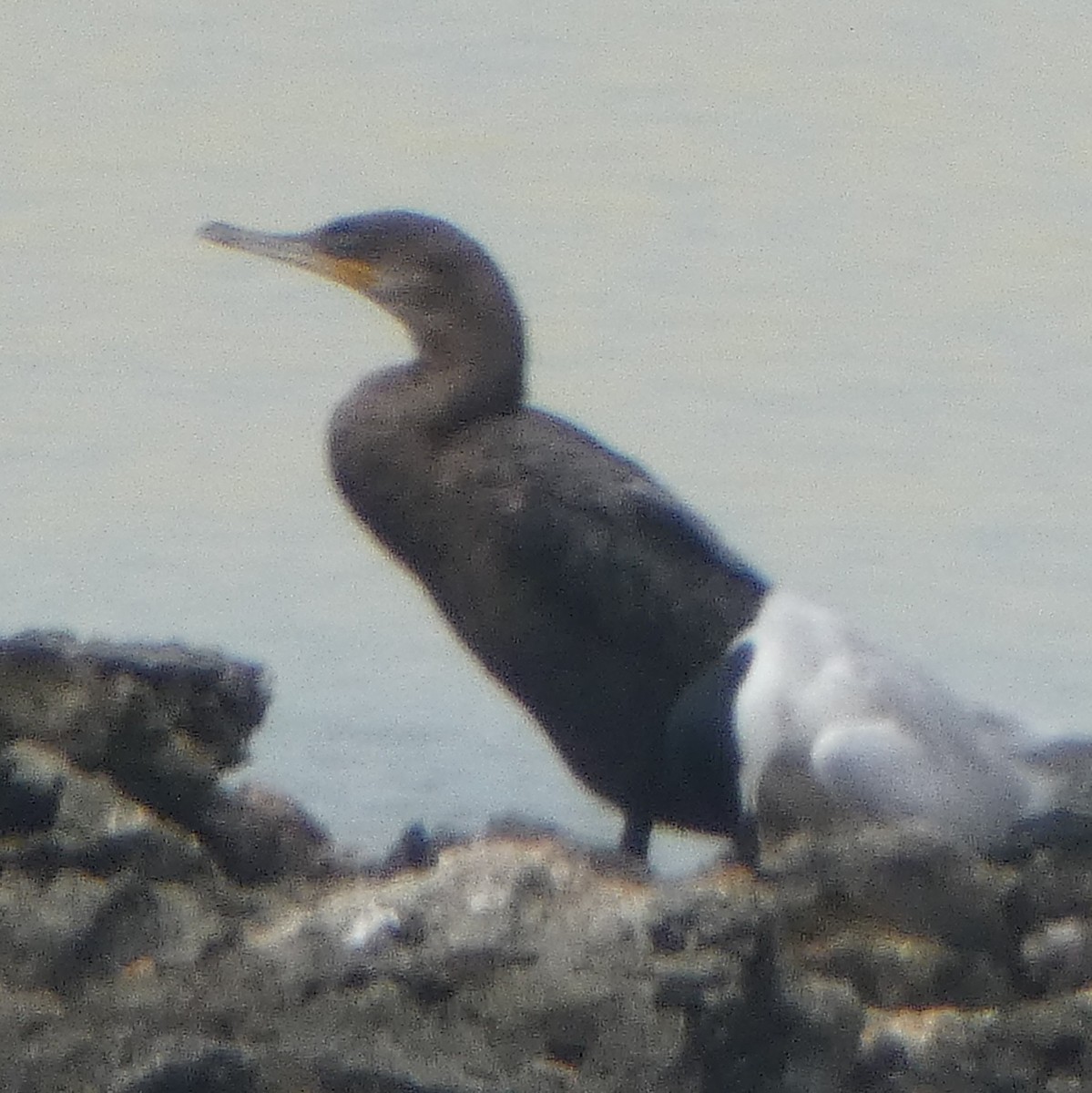 Neotropic Cormorant - John Pool