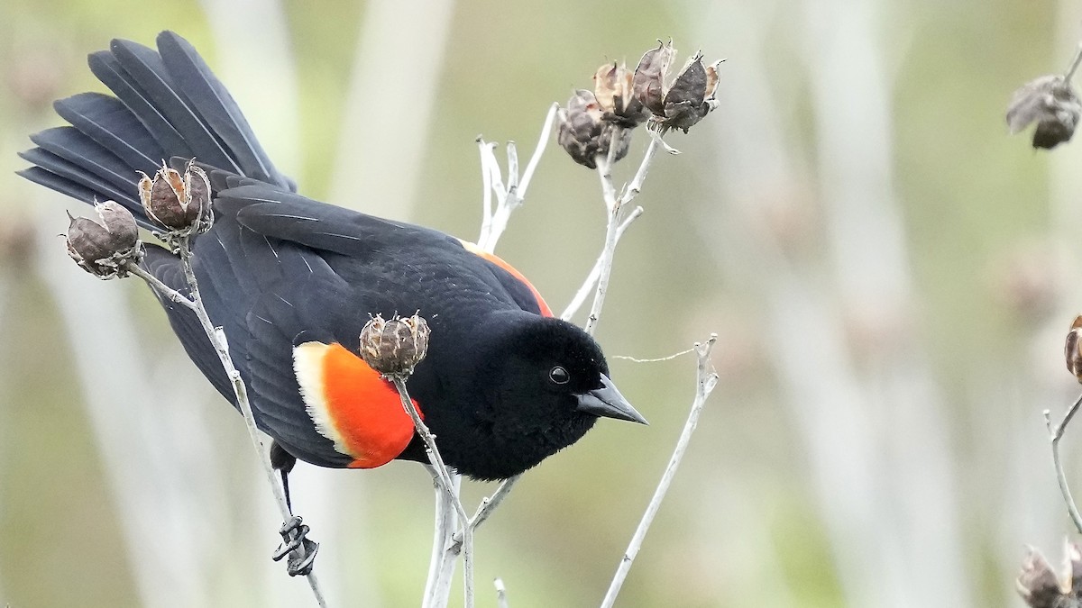 Red-winged Blackbird - Sunil Thirkannad