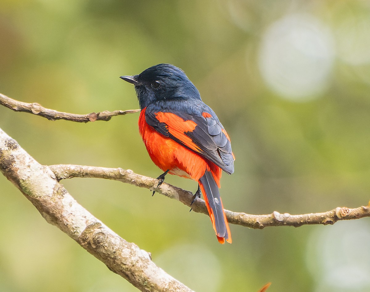 Short-billed Minivet - James Moore (Maryland)