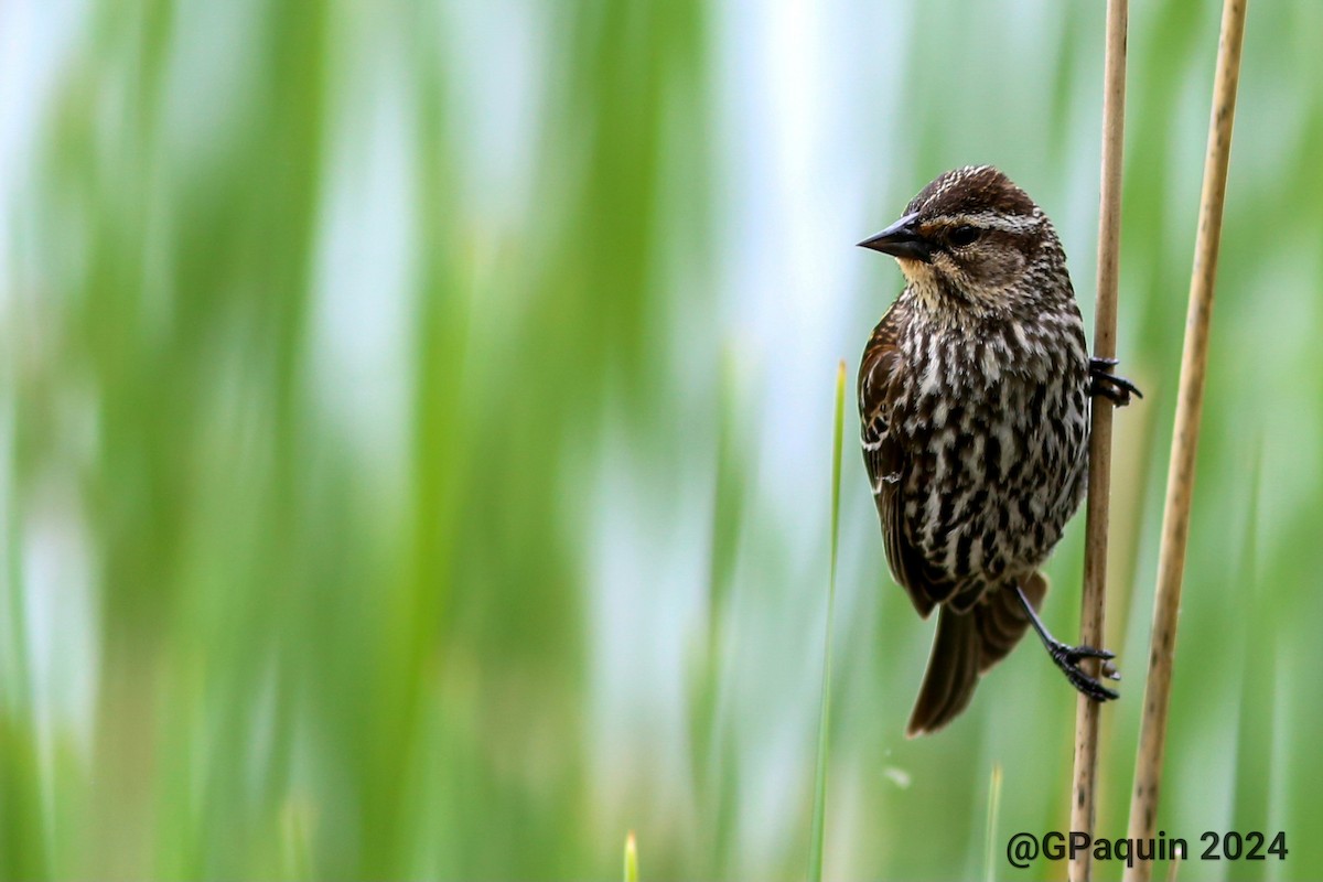 Red-winged Blackbird - Guy Paquin