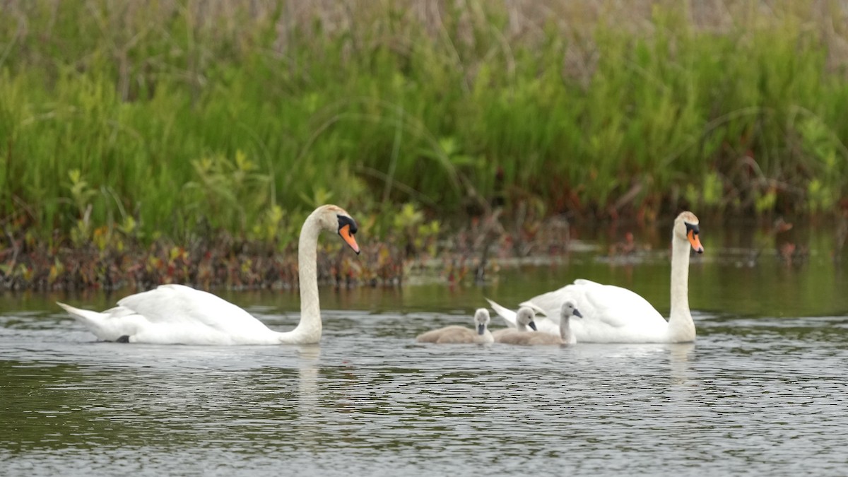 Mute Swan - Sunil Thirkannad