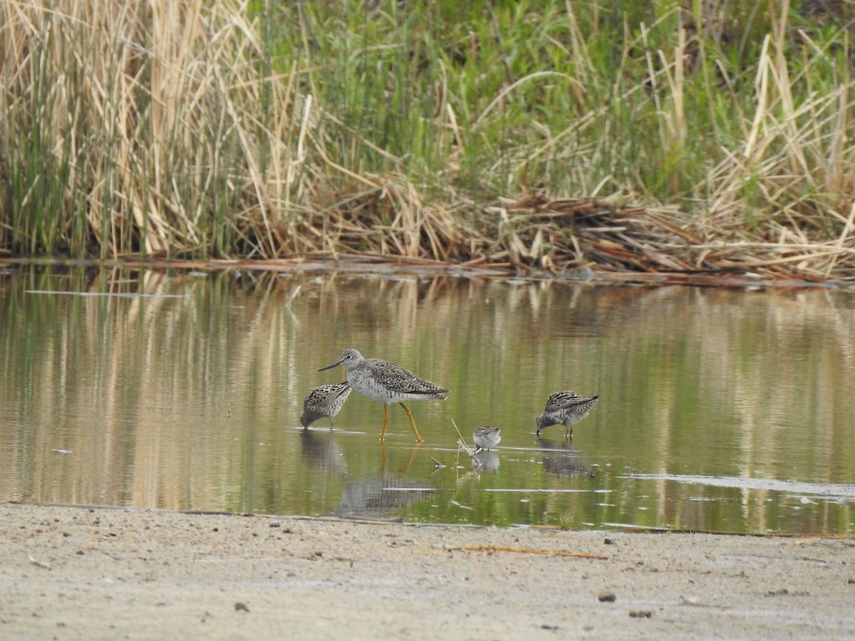 Greater Yellowlegs - ML619148997