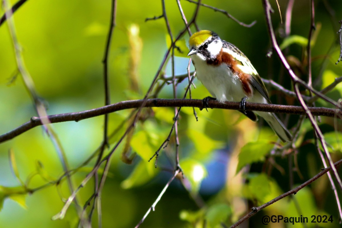 Chestnut-sided Warbler - Guy Paquin