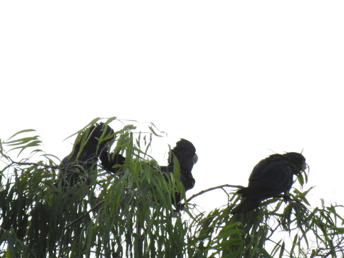 Red-tailed Black-Cockatoo - Monica Mesch