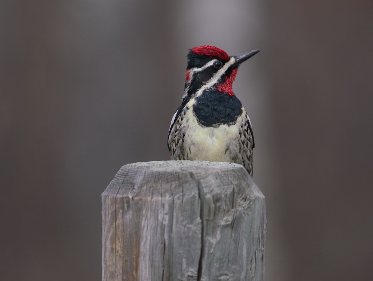 Yellow-bellied Sapsucker - john enns