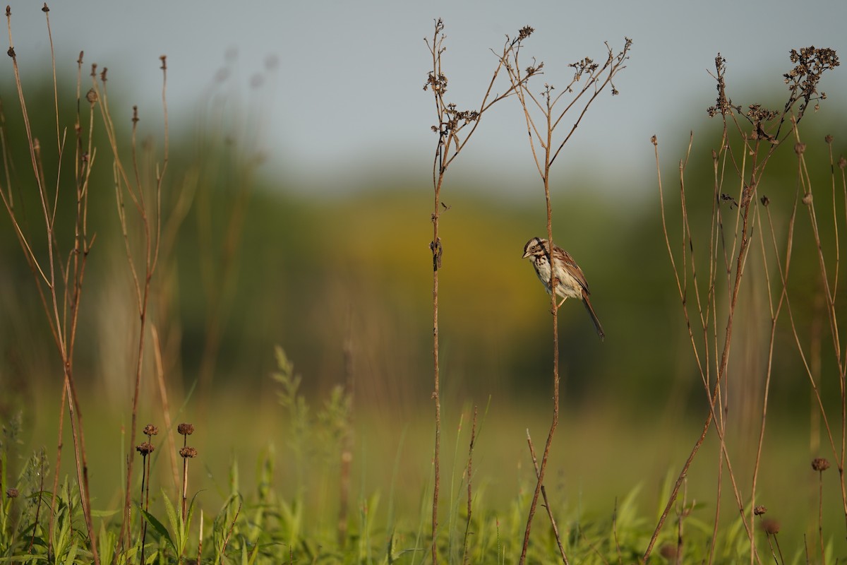 Song Sparrow - ML619149066