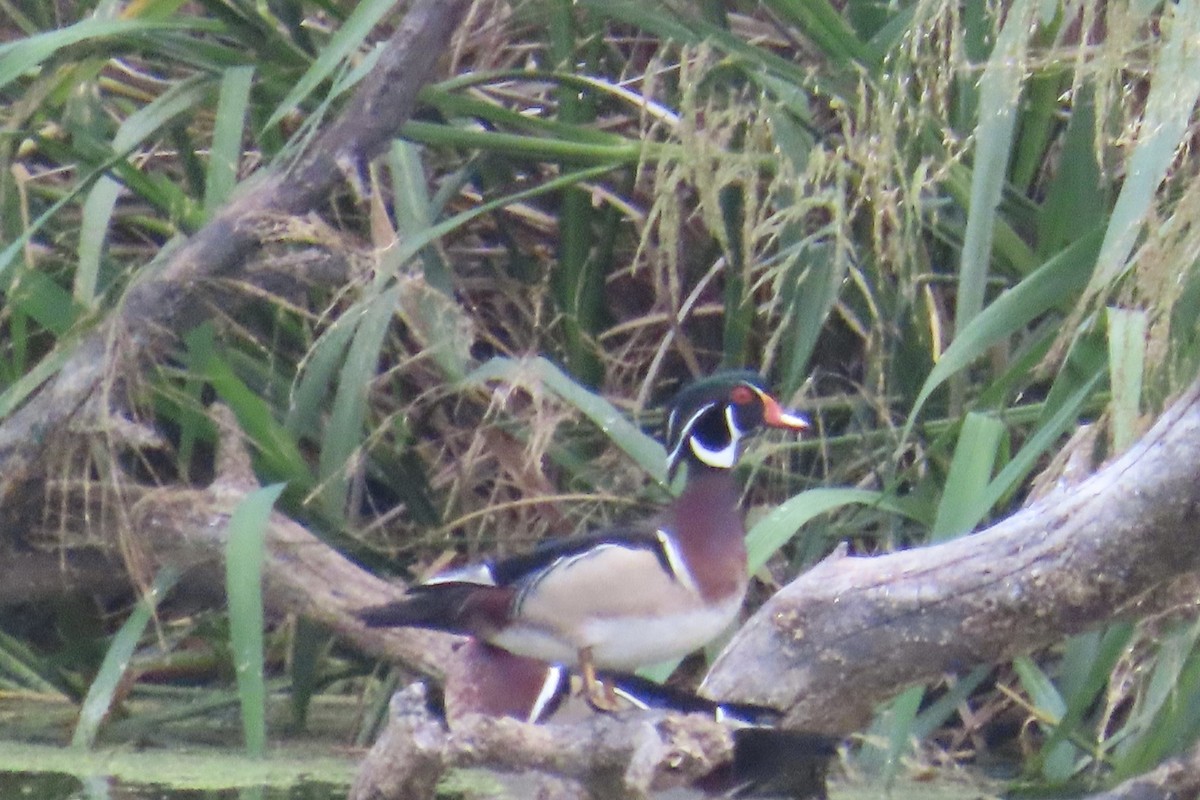 Wood Duck - ML619149069