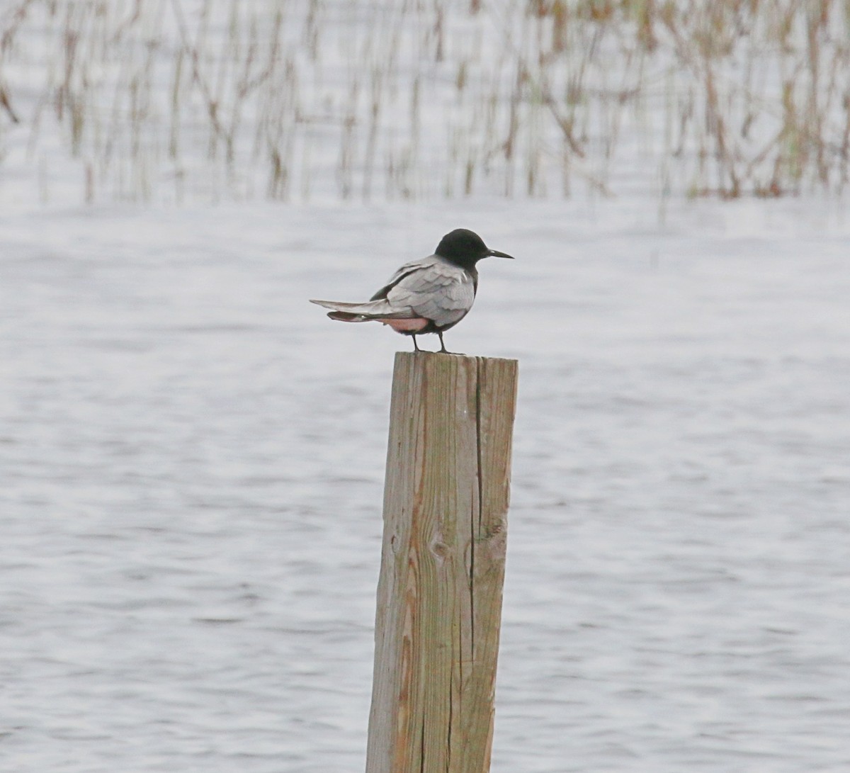 Black Tern - ML619149092