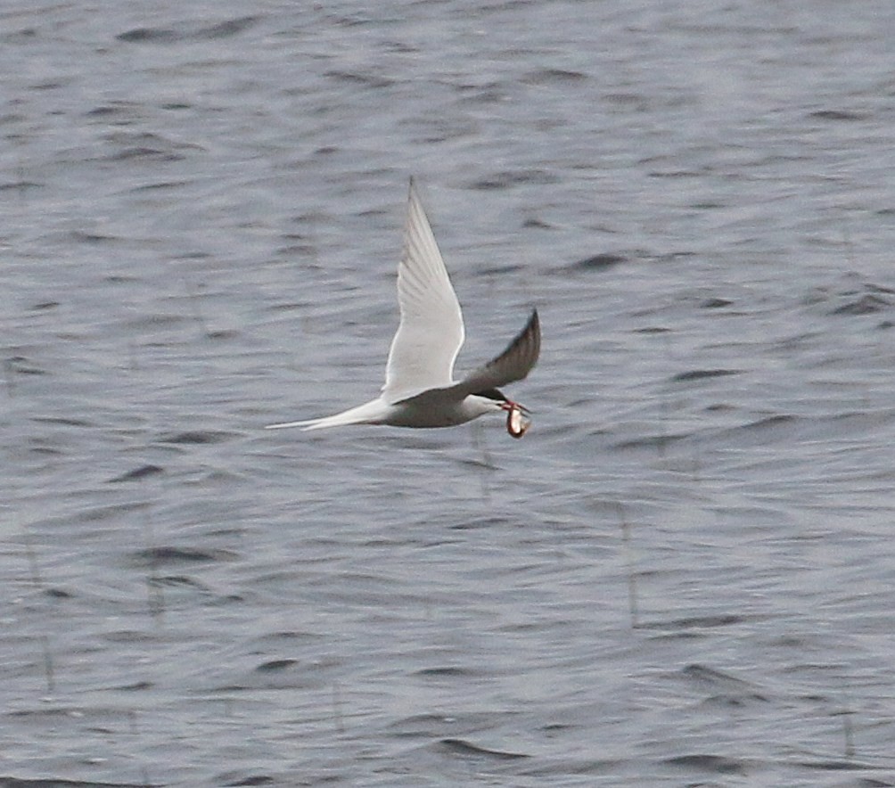 Common Tern - Jeff Pavlik