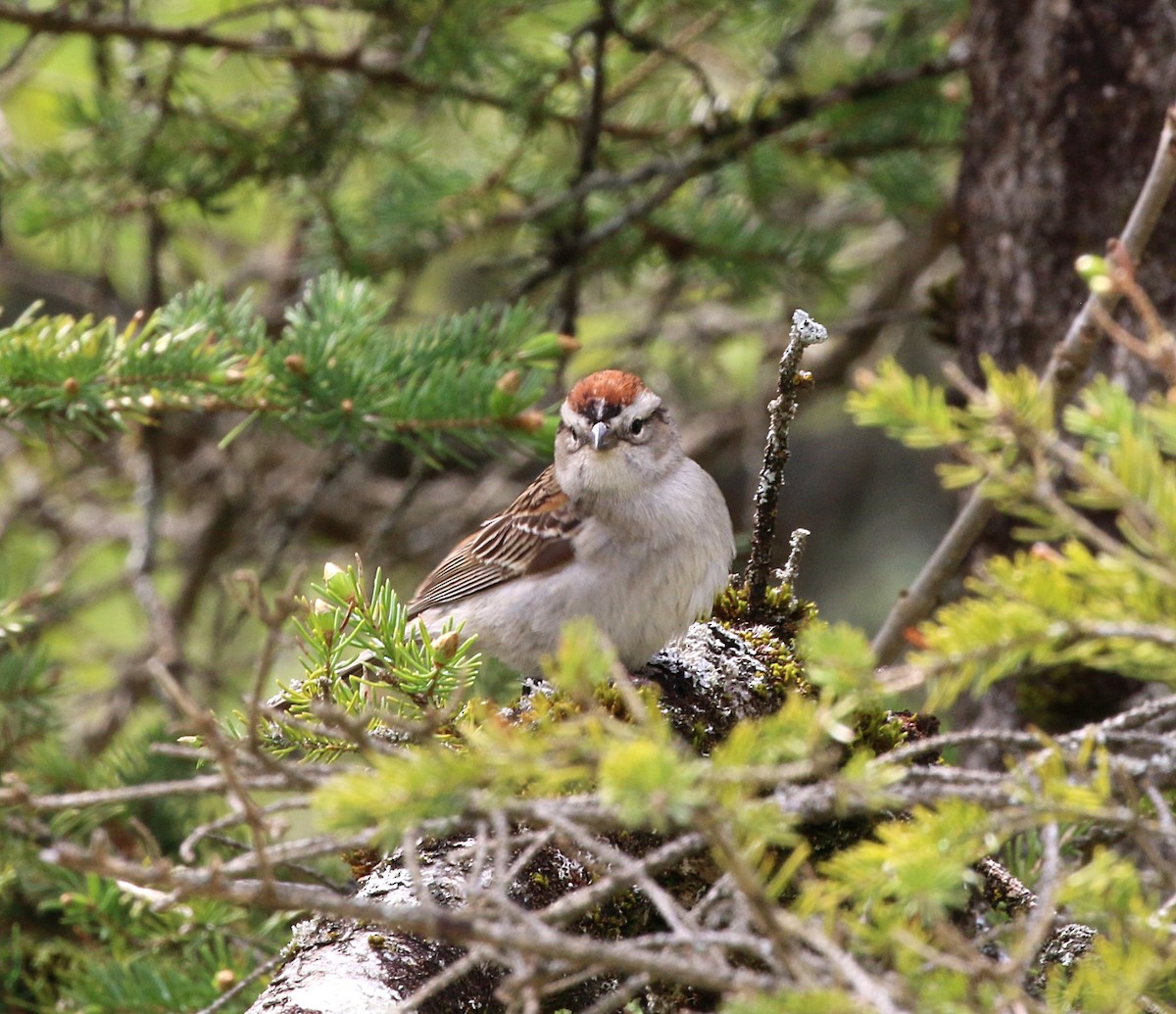 Chipping Sparrow - Jeff Pavlik