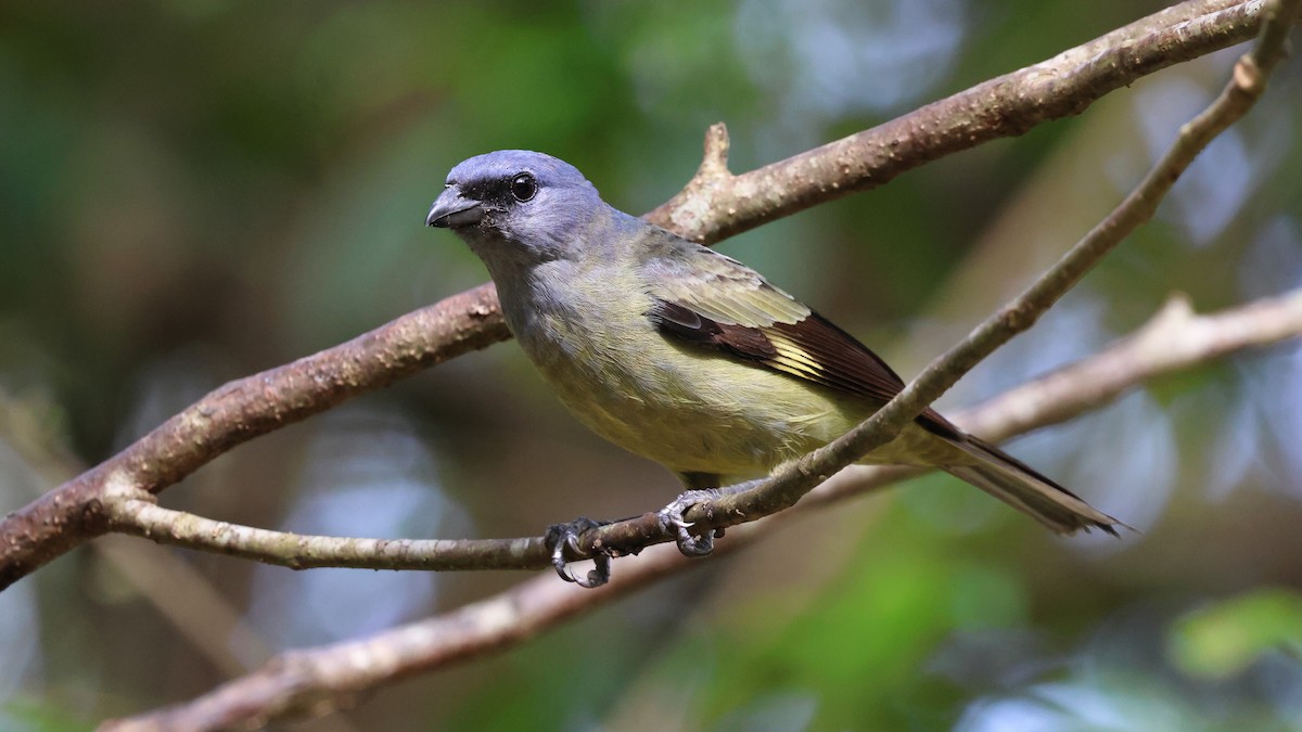 Yellow-winged Tanager - Andy Bridges