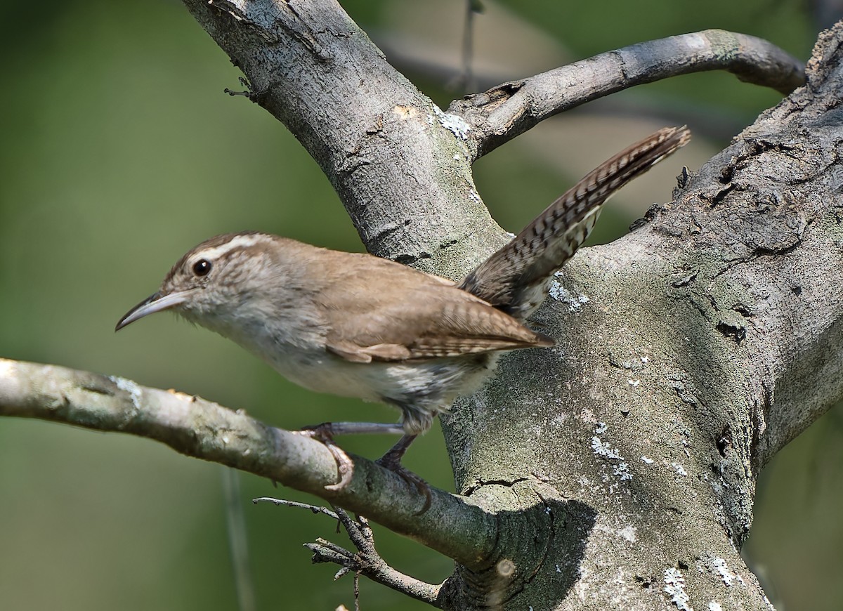 Carolina Wren - Scott Berglund