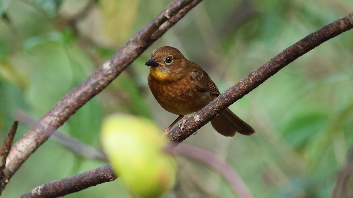 Red-throated Ant-Tanager - Andy Bridges