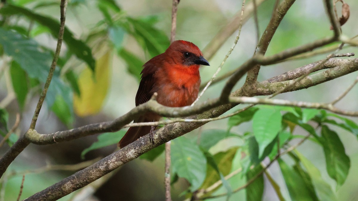 Red-throated Ant-Tanager - Andy Bridges