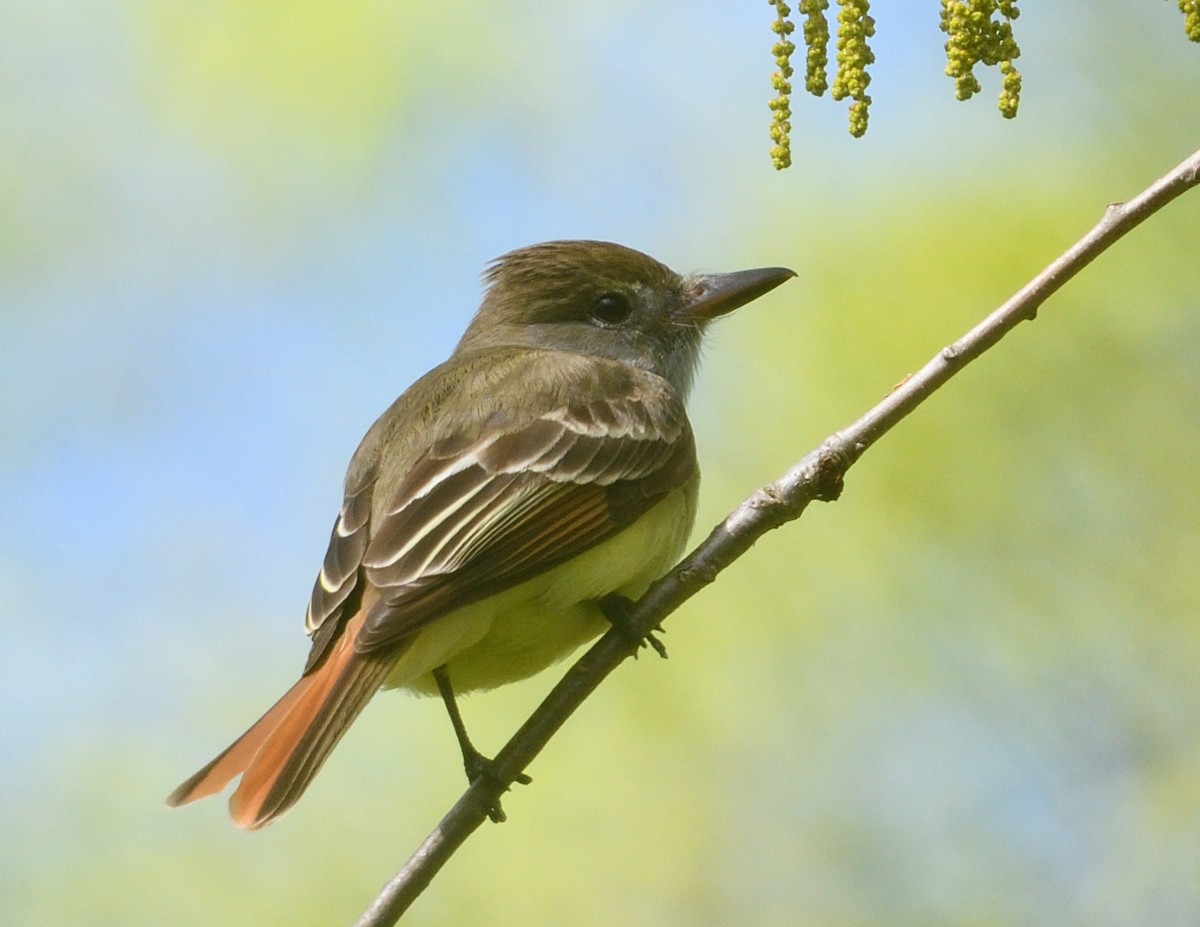 Great Crested Flycatcher - ML619149116