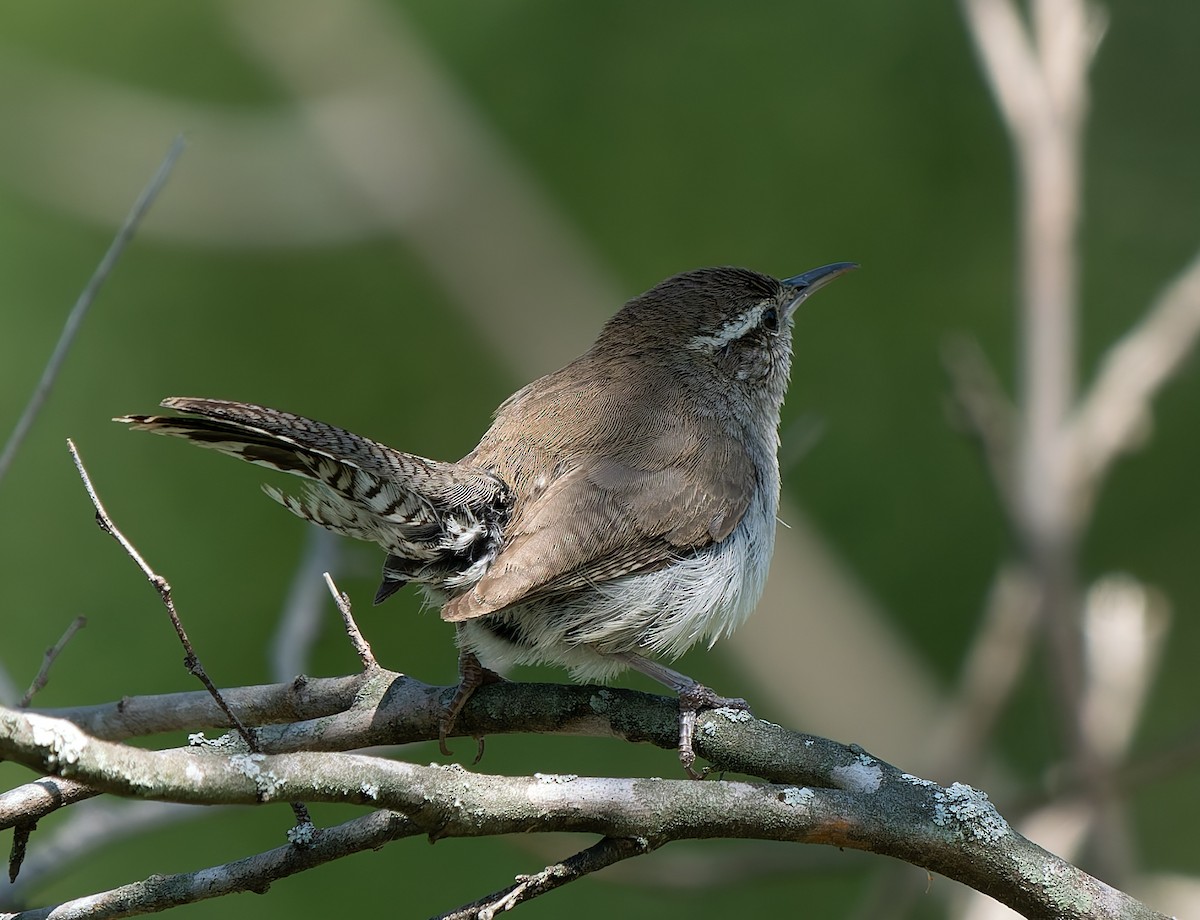 Carolina Wren - ML619149117