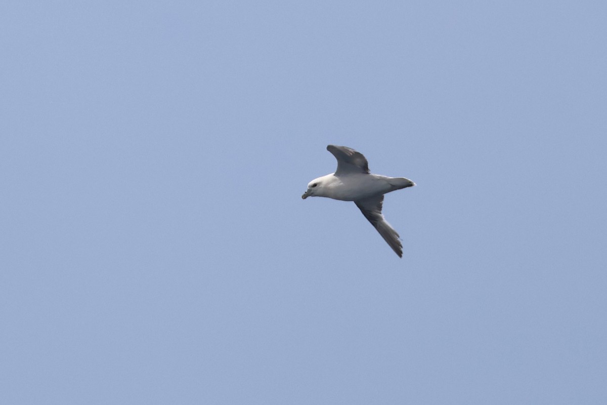 Northern Fulmar - ML619149126