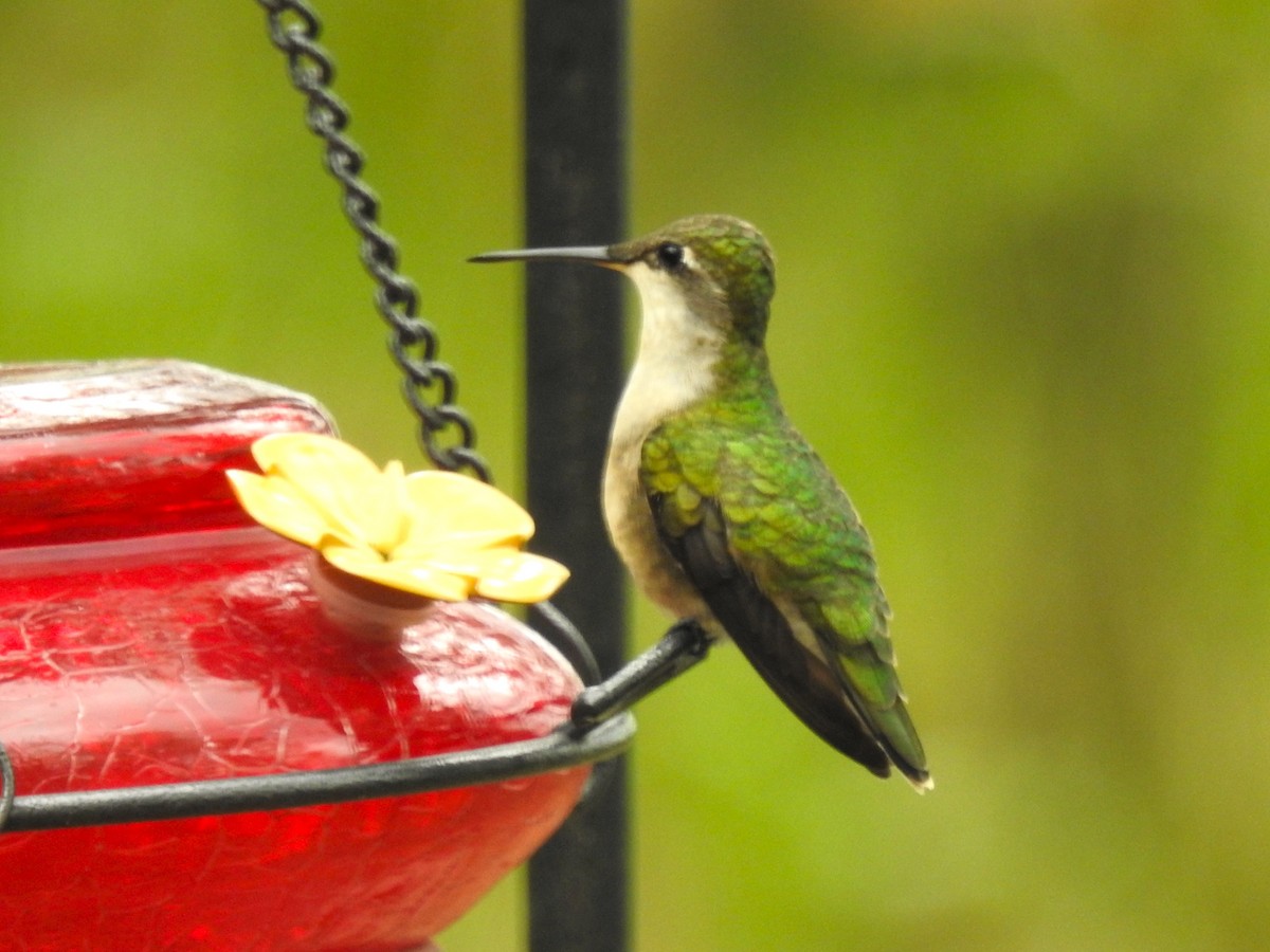 Ruby-throated Hummingbird - ML619149177