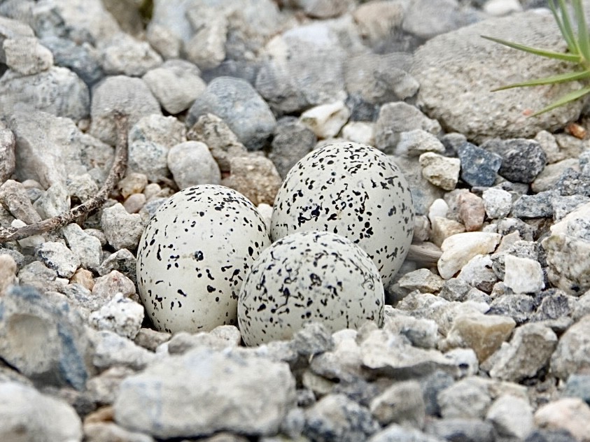 Snowy Plover - Brian Daniels