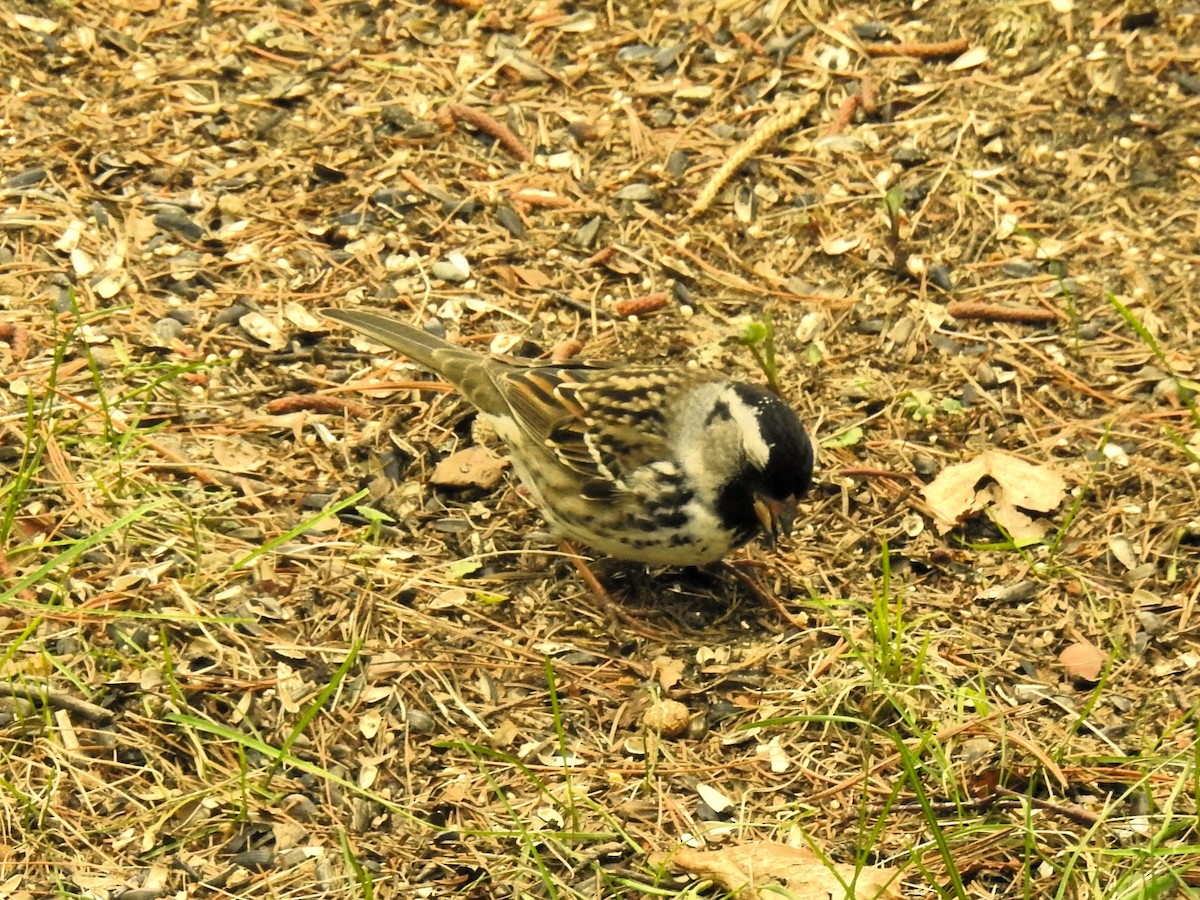 Harris's Sparrow - Don Hoppe
