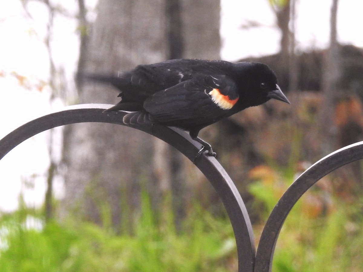 Red-winged Blackbird - Don Hoppe
