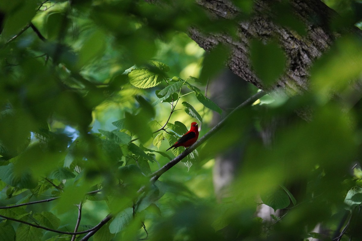 Scarlet Tanager - ML619149218