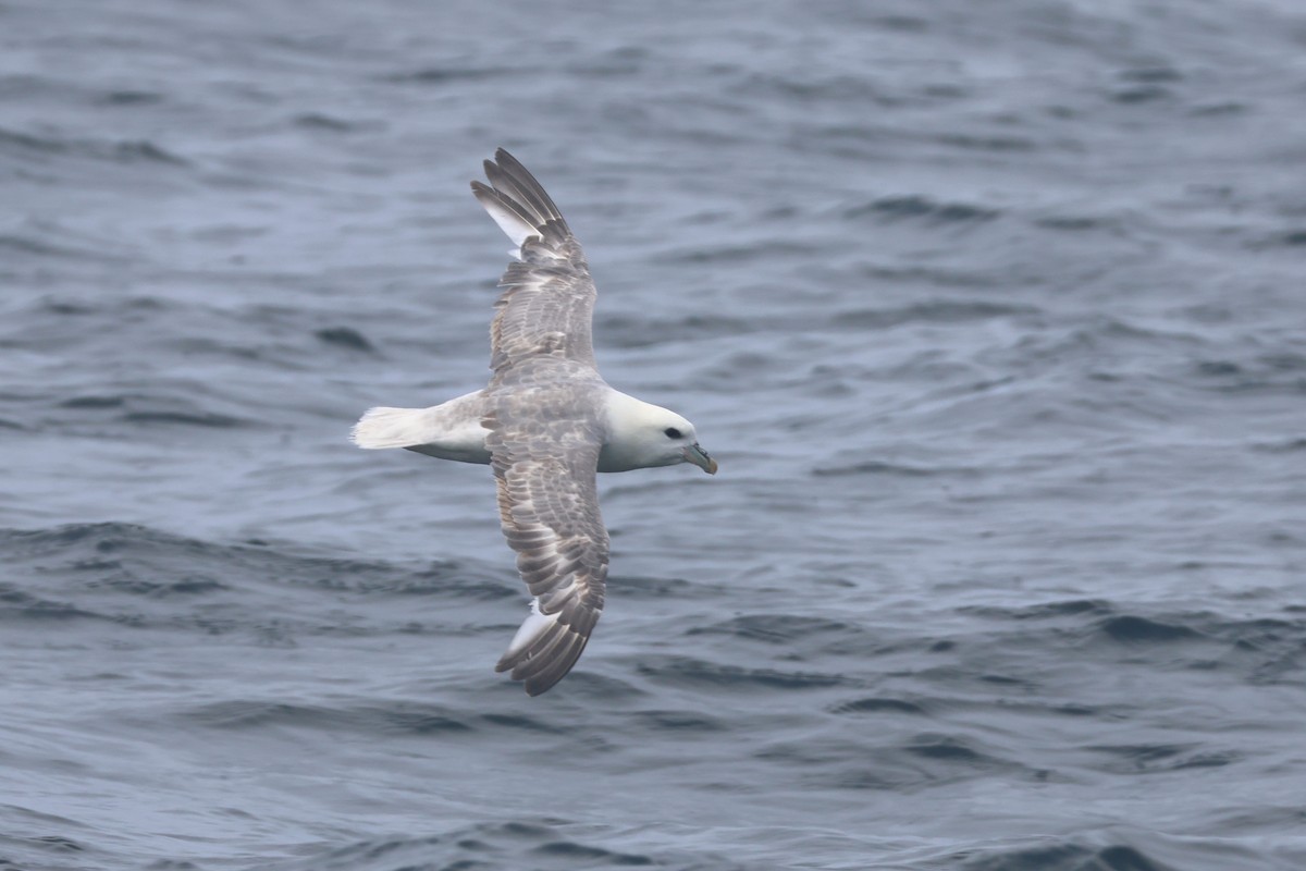 Northern Fulmar - ML619149272