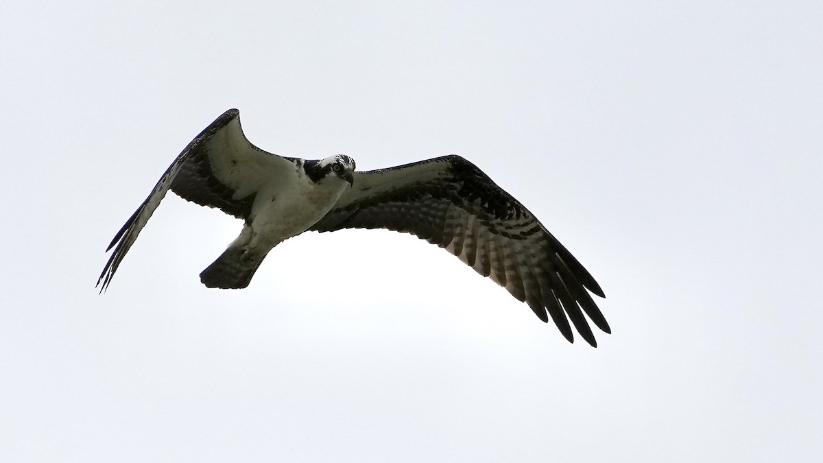 Osprey - Sunil Thirkannad