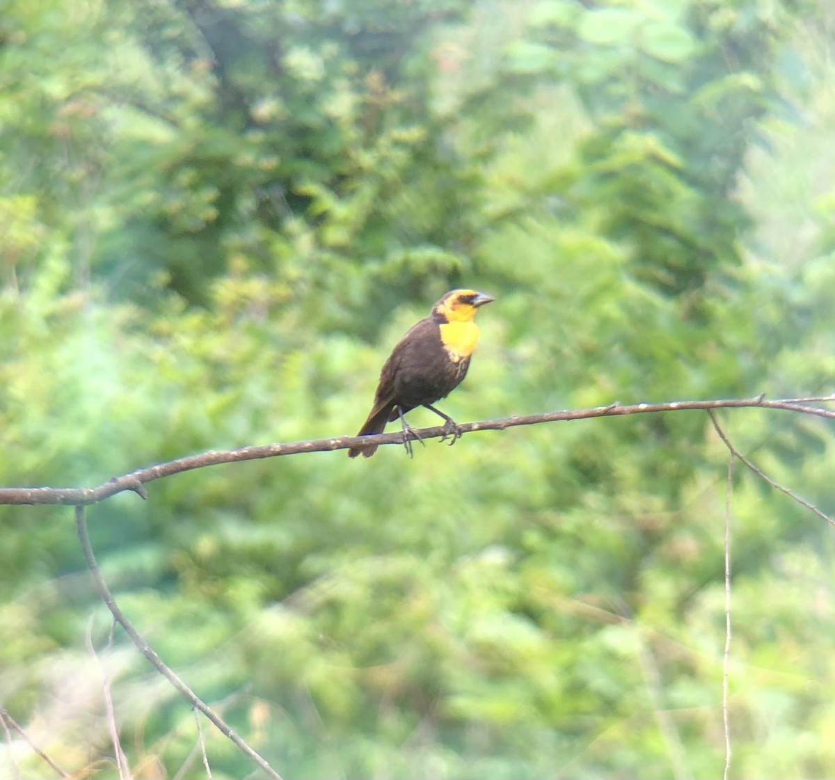 Yellow-headed Blackbird - ML619149291
