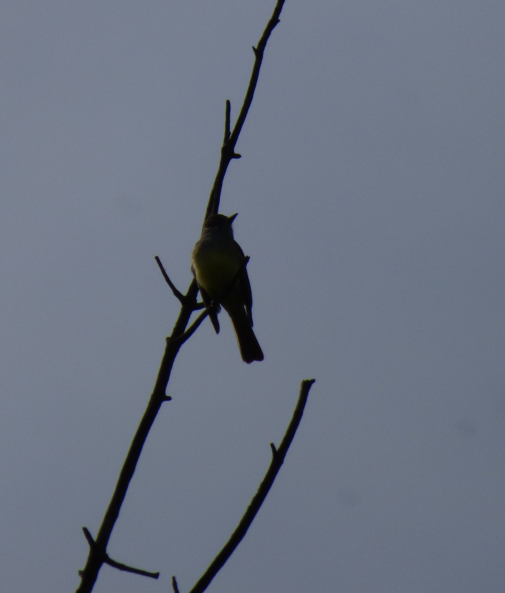 Great Crested Flycatcher - Kathy Haase