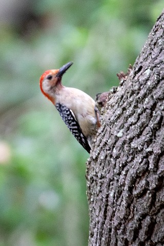Red-bellied Woodpecker - Gary Botello