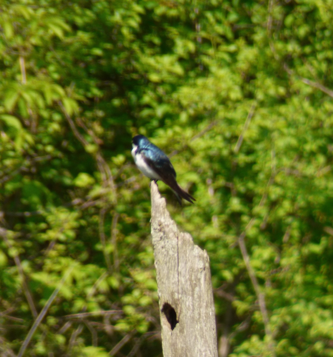 Tree Swallow - Kathy Haase