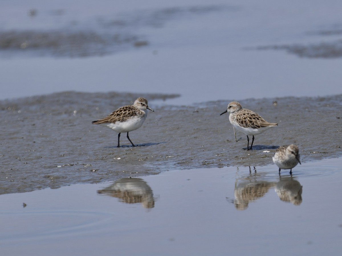 Semipalmated Sandpiper - ML619149336